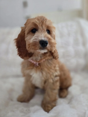 Die kleine Cockapoo-Prinzessin