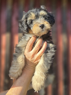 Miniaussiedoodles F1