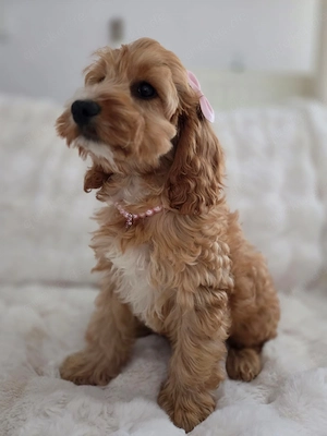Die kleine Cockapoo-Prinzessin