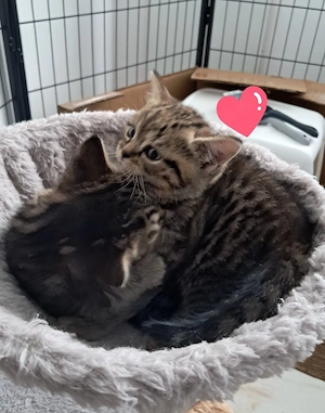 Wunderschöne BKH Kitten 