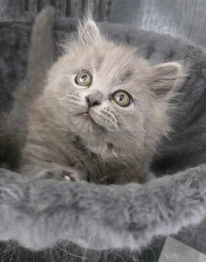 Süße reinrassige kitten  