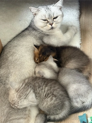 Bkh Kitten