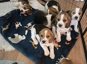 KC registrierte Beagle-Welpen