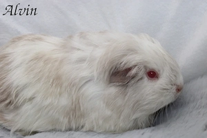 Meerschweinchen Sheltie Weiblich Kastrast