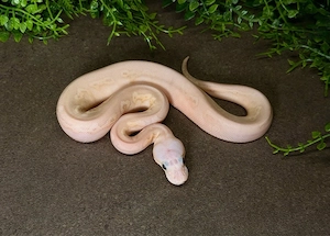 0.1 Black Pastel Pastel Banana pos Wookie Special Clown Königspython