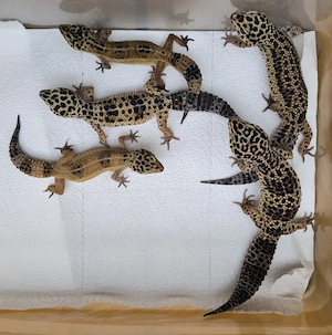 1,4 Leopardgeckos