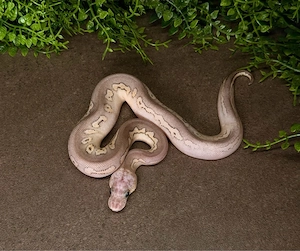 1.0 Black Pastel Pastel Lesser Clown Königspython