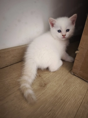 Britisch Kurzhaar Kitten 