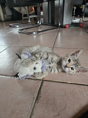 2 Kitten sind noch frei