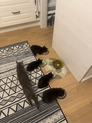 BKH Mix Kitten