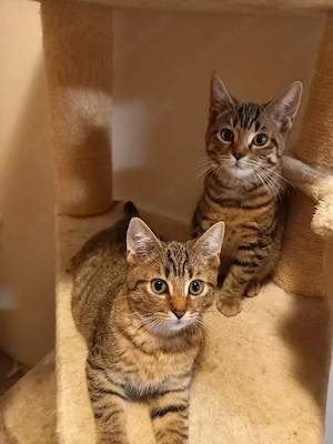 BKH Kitten