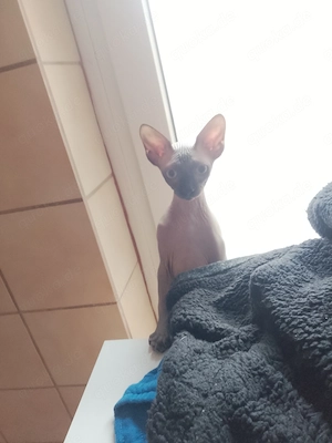 Kleiner kater 4 Monate 