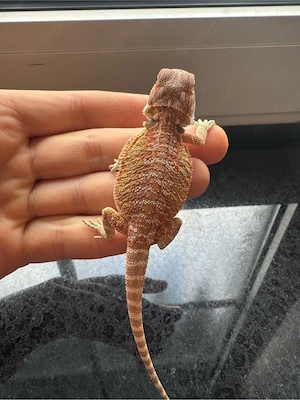Bartagamen Nachzuchten: 100 % het Witblits (Hypo   Leatherback   Translucent)