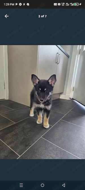 Husky- Deutsche Schäferhundwelpen