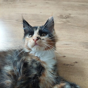 Maine Coon Kitten reinrassig dreifarbig Glückskatzen