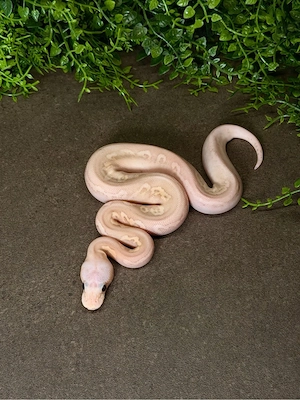 0.1 Black Pastel Pastel Banana pos Wookie Clown het Piebald Königspython