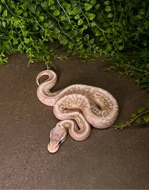 0.1 Black Pastel Pastel pos Wookie pos Banana dh Clown Piebald Königspython