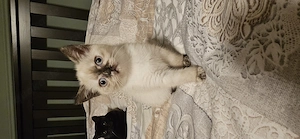 Britisch-Kurzhaar-Katze sucht liebevolles Zuhause 