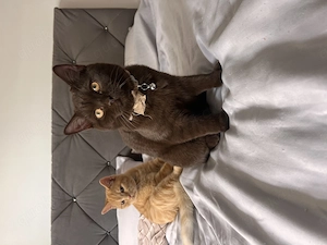 Bkh choclate Deckkater