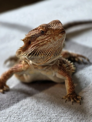 Bartagame Männchen Pogona Vitticeps 