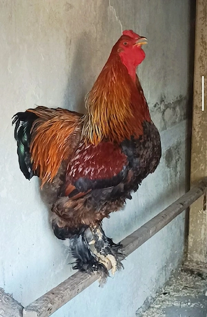 Brahma Hahn