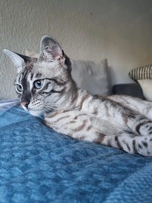 wundervolle Bengal katze 