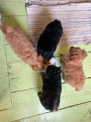 Zucker süsse Pudelpomsky Welpen