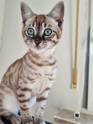 wunderschöne Bengal 