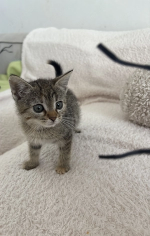 Wunderschönes Kitten braun Grau Tabby Luna sucht Verantwortungsbewusstes Zuhause