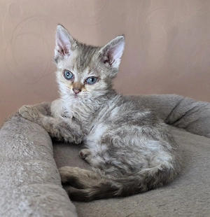 Süßer Selkirk Rex Kater mit Ahnentafel 