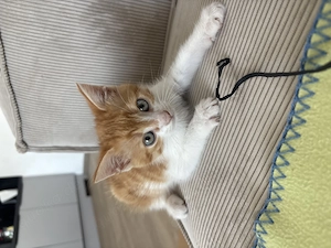 Garfield süßer EKH Kitten Kater sucht verantwortungsbewusstes Zuhause