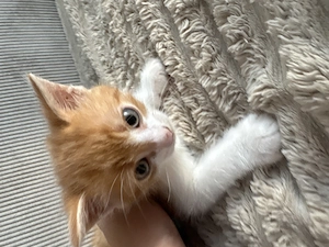 Garfield rot-weißes Kitten sucht liebevolles Zuhause