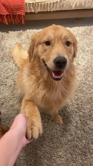  Golden Retriever Looking for a Loving Home
