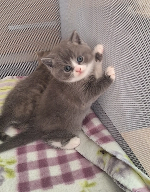 3 kleine BKH Katerchen 