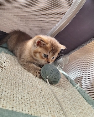 3 kleine BKH Katerchen 
