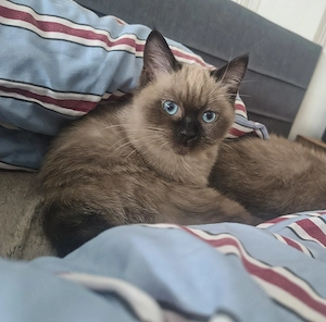 Siamkatze, 3 Monate jung, sucht ein Zuhause 