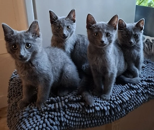 Russisch blau Kitten