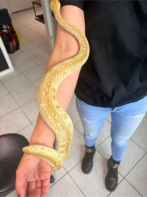 python regius weiblich 