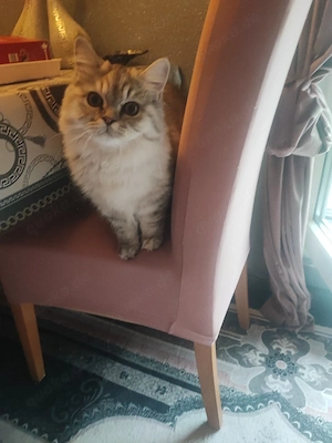 bhk katzen suchen Zuhause 