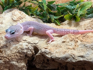 Leopardgeckos ENZ 26 