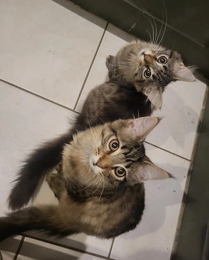 Maine coon Mischlinge 4 Monate 