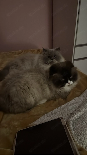      Lola & Habibi   zwei wunderschöne Ragdolls suchen gemeinsam ihr Für-immer-Zuhause     