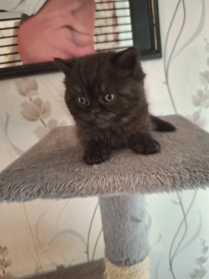 bkh reinrassuger kitten Junge