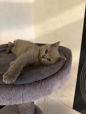 BKH Katzen 