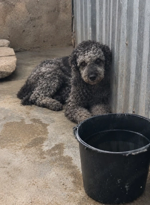 Daisy sucht dringend ein Zuhause oder eine Pflegestelle