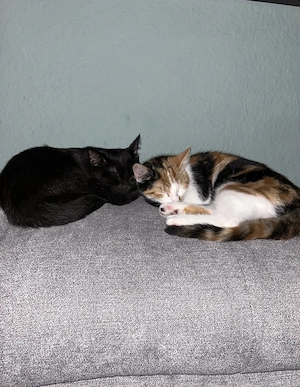 2 EKH Katzen suchen neues Zuhause 