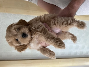 Maltipoo Welpen