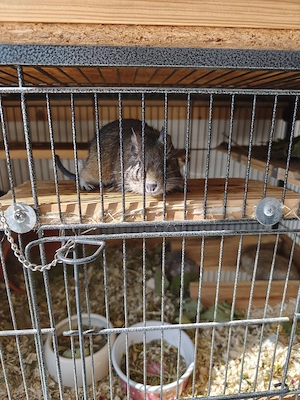 Degus günstig zu verkaufen 
