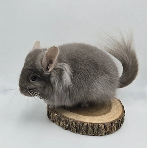 2 Chinchilla Weibchen bald zur Abgabe