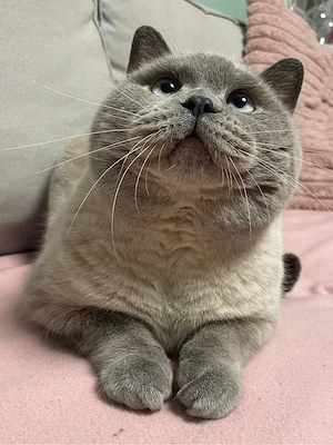    Zwei liebe Kater suchen ein neues Zuhause   